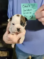 Oreo's golden brindle boy #3, a male Boston Terrier for sale in Peotone, IL – 2 of 7
