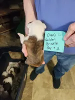 Oreo's golden brindle boy #2, a male Boston Terrier for sale in Peotone, IL – 6 of 10