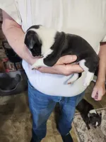 Sprinkles black boy, a male Boston Terrier for sale in Peotone, IL – 7 of 9