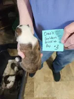 Oreo's golden brindle boy #3, a male Boston Terrier for sale in Peotone, IL – 5 of 7