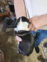 Sprinkles black boy, a male Boston Terrier for sale in Peotone, IL – 9 of 9