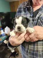 Smidge's black boy, a male Boston Terrier for sale in Peotone, IL – 1 of 8