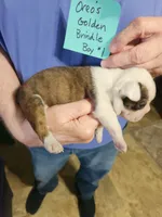 Oreo's golden brindle boy #1, a male Boston Terrier for sale in Peotone, IL – 4 of 8