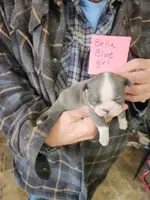 Bella's blue girl, a female Boston Terrier for sale in Peotone, IL – Photo 5 of 6