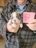 Bella's blue girl, a female Boston Terrier for sale in Peotone, IL – Photo 6 of 6