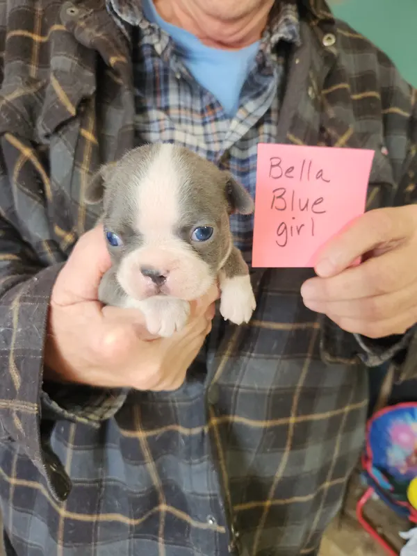 Bella's blue girl
