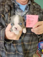 Bella's blue girl, a female Boston Terrier for sale in Peotone, IL – Photo 1 of 6