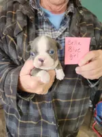 Bella's blue girl, a female Boston Terrier for sale in Peotone, IL – Photo 2 of 6