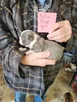Bella's blue girl, a female Boston Terrier for sale in Peotone, IL – Photo 3 of 6