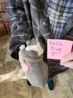 Bella's blue girl, a female Boston Terrier for sale in Peotone, IL – Photo 4 of 6
