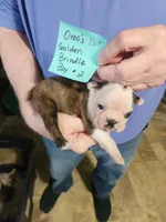 Oreo's golden brindle boy #2, a male Boston Terrier for sale in Peotone, IL – 9 of 10
