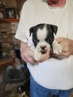 Sprinkles black boy, a male Boston Terrier for sale in Peotone, IL – 5 of 9