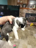 Sprinkles black boy, a male Boston Terrier for sale in Peotone, IL – 7 of 7