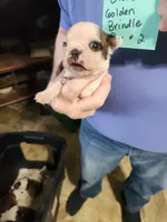 Oreo's golden brindle boy #2, a male Boston Terrier for sale in Peotone, IL – 10 of 10
