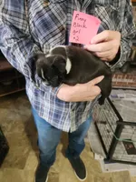 Finny's black girl #2, a female Boston Terrier for sale in Peotone, IL – 4 of 8