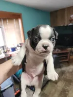 Sprinkles black boy, a male Boston Terrier for sale in Peotone, IL – 6 of 7