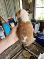 Wanda's splash fawn girl , a female Boston Terrier for sale in Peotone, IL – 5 of 8
