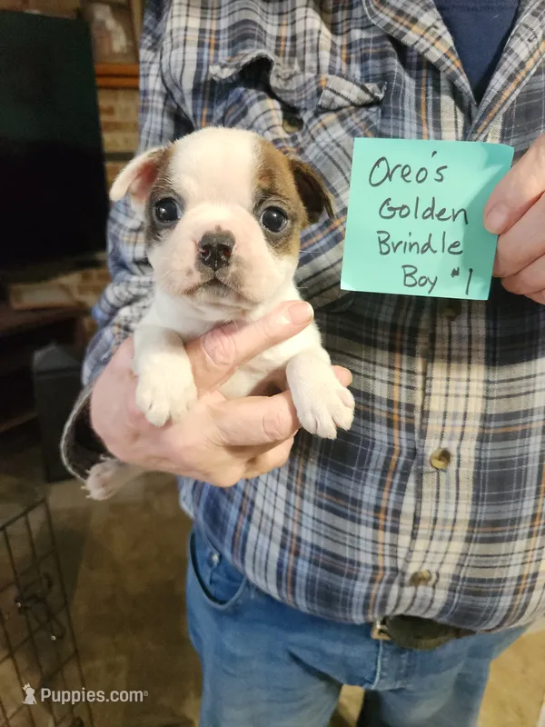 Oreo's golden brindle boy #1 – Boston Terrier puppy for sale in Peotone, IL