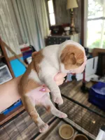 Wanda's splash fawn girl , a female Boston Terrier for sale in Peotone, IL – 4 of 8