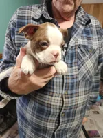 Sprinkles red girl, a female Boston Terrier for sale in Peotone, IL – 3 of 6