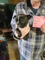 Finny's black girl #2, a female Boston Terrier for sale in Peotone, IL – 8 of 8