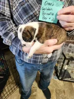 Oreo's golden brindle boy #2, a male Boston Terrier for sale in Peotone, IL – 6 of 7