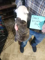 Oreo's golden brindle boy #3, a male Boston Terrier for sale in Peotone, IL – 4 of 6