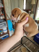 Wanda's splash fawn girl , a female Boston Terrier for sale in Peotone, IL – 2 of 8