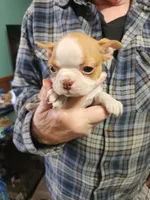 Wanda's fawn girl, a female Boston Terrier for sale in Peotone, IL – 2 of 10