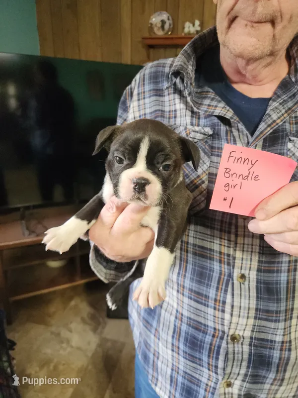 Finny's brindle girl #1 – Boston Terrier puppy for sale in Peotone, IL