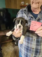 Finny's brindle girl #1, a female Boston Terrier for sale in Peotone, IL – 1 of 6