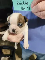 Oreo's golden brindle boy #1, a male Boston Terrier for sale in Peotone, IL – 2 of 8