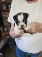 Sprinkles black boy, a male Boston Terrier for sale in Peotone, IL – 4 of 9
