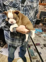Sprinkles red girl, a female Boston Terrier for sale in Peotone, IL – 5 of 6