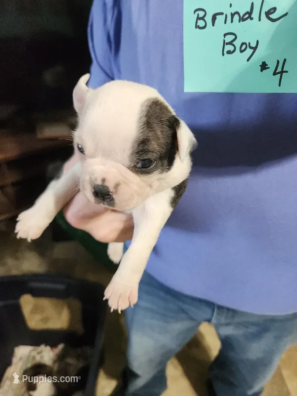 Oreo's brindle boy #4 – Boston Terrier puppy for sale in Peotone, IL