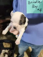 Oreo's brindle boy #4, a male Boston Terrier for sale in Peotone, IL – 1 of 5