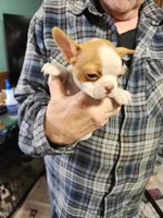 Wanda's fawn girl, a female Boston Terrier for sale in Peotone, IL – 7 of 10