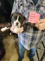 Finny's brindle girl #1, a female Boston Terrier for sale in Peotone, IL – 4 of 6