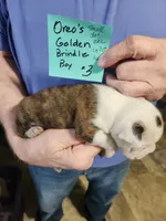 Oreo's golden brindle boy #3, a male Boston Terrier for sale in Peotone, IL – 3 of 7