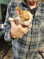 Wanda's fawn girl, a female Boston Terrier for sale in Peotone, IL – 5 of 10