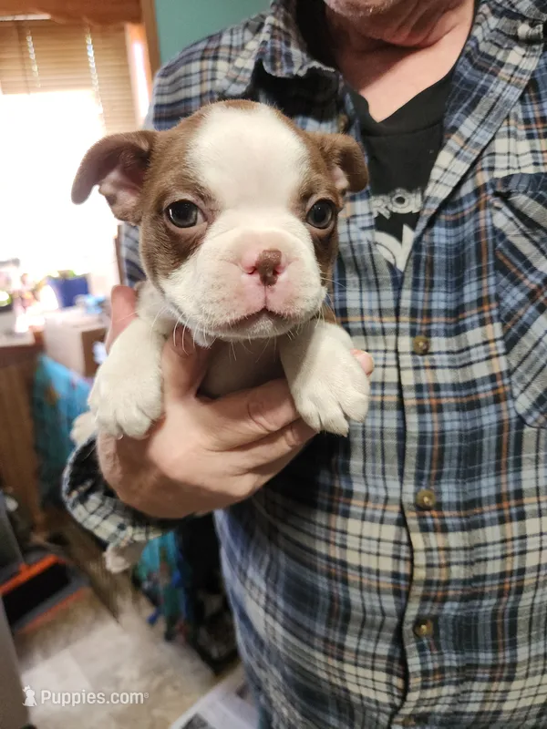 Sprinkles red girl – Boston Terrier puppy for sale in Peotone, IL
