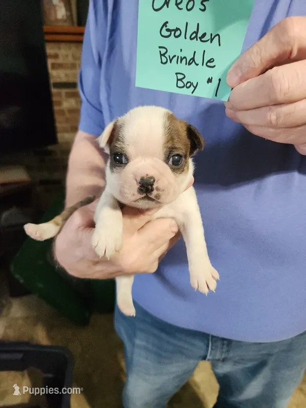 Oreo's golden brindle boy #1 – Boston Terrier puppy for sale in Peotone, IL