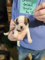 Oreo's golden brindle boy #1, a male Boston Terrier for sale in Peotone, IL – 1 of 8