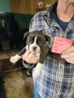 Finny's brindle girl #1, a female Boston Terrier for sale in Peotone, IL – 3 of 6