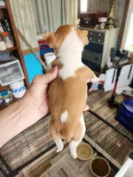 Wanda's fawn girl, a female Boston Terrier for sale in Peotone, IL – 6 of 6