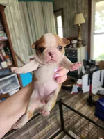 Wanda's splash fawn girl , a female Boston Terrier for sale in Peotone, IL – 6 of 8