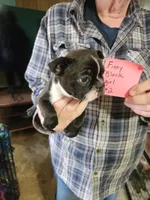 Finny's black girl #2, a female Boston Terrier for sale in Peotone, IL – 3 of 8
