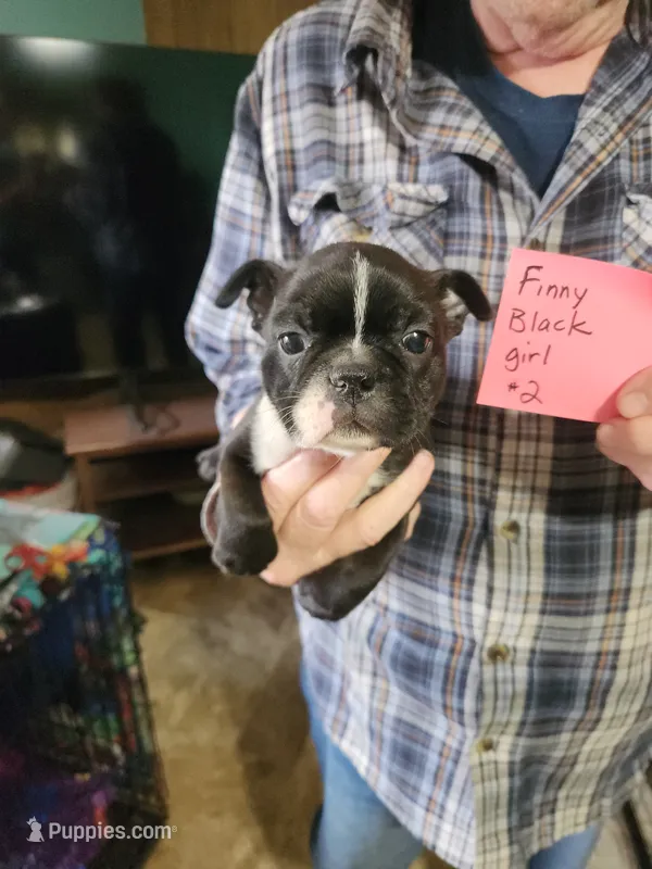 Finny's black girl #2 – Boston Terrier puppy for sale in Peotone, IL