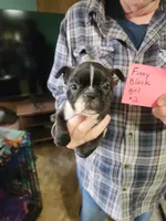 Finny's black girl #2, a female Boston Terrier for sale in Peotone, IL – 1 of 8
