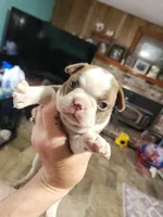 Sprinkles red girl, a female Boston Terrier for sale in Peotone, IL – 5 of 7